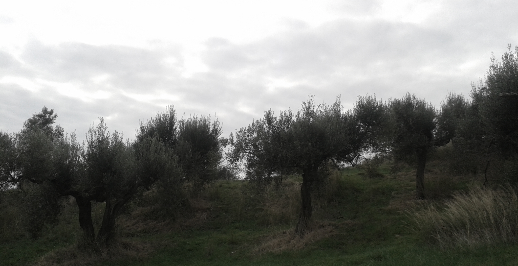 colli-etruschi-della-citta-di-vulci-uliveto