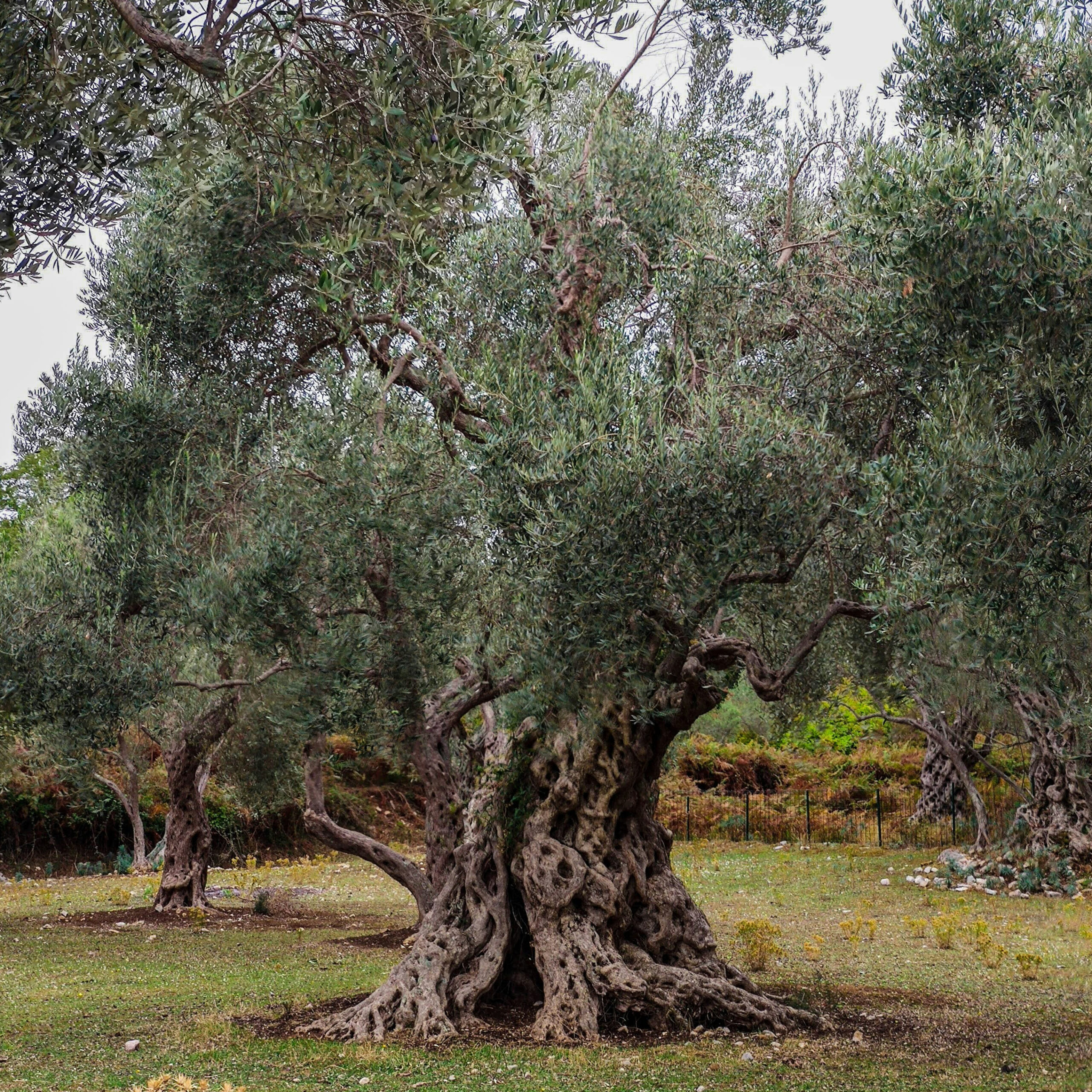 ulivo-secolare-squared